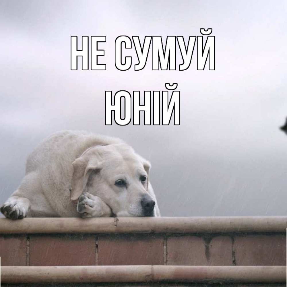 Открытка на каждый день з підписом, Юній Не сумуй белый пес 1 Прикольна листівка з побажанням онлайн скачати безкоштовно 