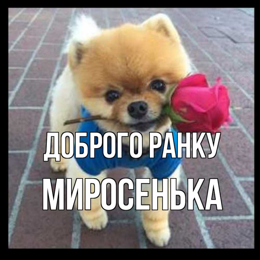 Открытка на каждый день з підписом, Миросенька Доброго ранку роза в зубах Прикольна листівка з побажанням онлайн скачати безкоштовно 