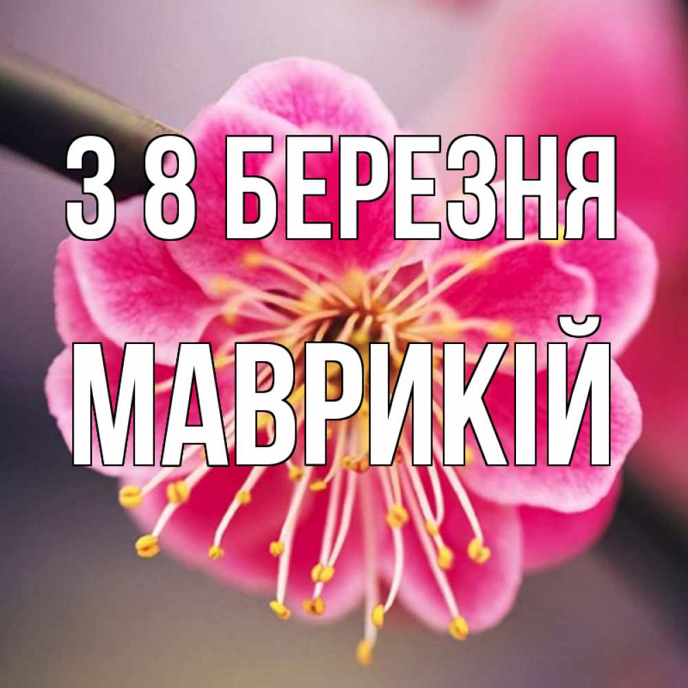 Открытка на каждый день з підписом, Маврикій З 8 БЕРЕЗНЯ цветы Прикольна листівка з побажанням онлайн скачати безкоштовно 