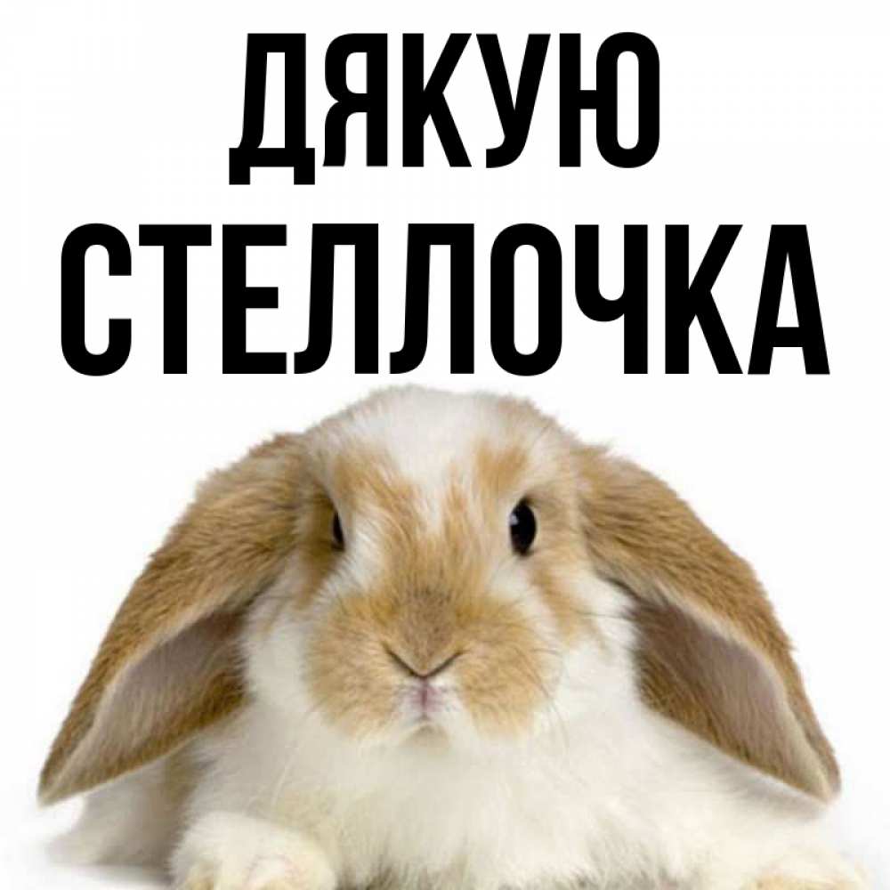Открытка на каждый день з підписом, Стеллочка Дякую коричнево белый заяц Прикольна листівка з побажанням онлайн скачати безкоштовно 