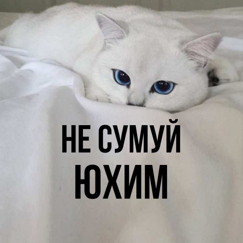 Открытка на каждый день з підписом, Юхим Не сумуй Голубоглазая кошка Прикольна листівка з побажанням онлайн скачати безкоштовно 