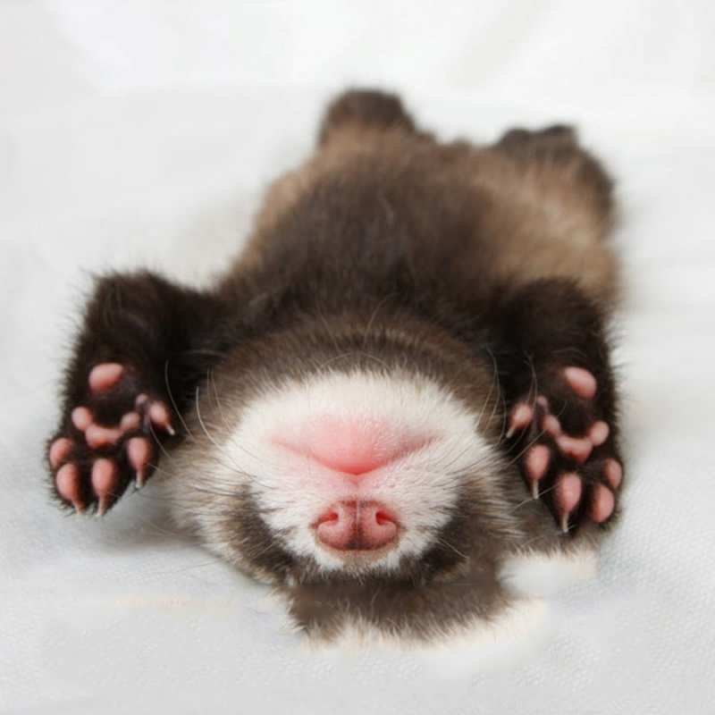 Открытка отдыхающий детеныш  зверек  На добраніч 