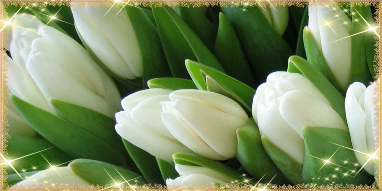 Открытка белые тюльпаны для любимых женщин поздравляем с праздник весны наурыз С наурызом 