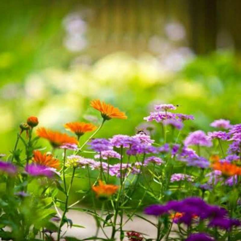 Открытка весенняя поляна  цветы  С наурызом 