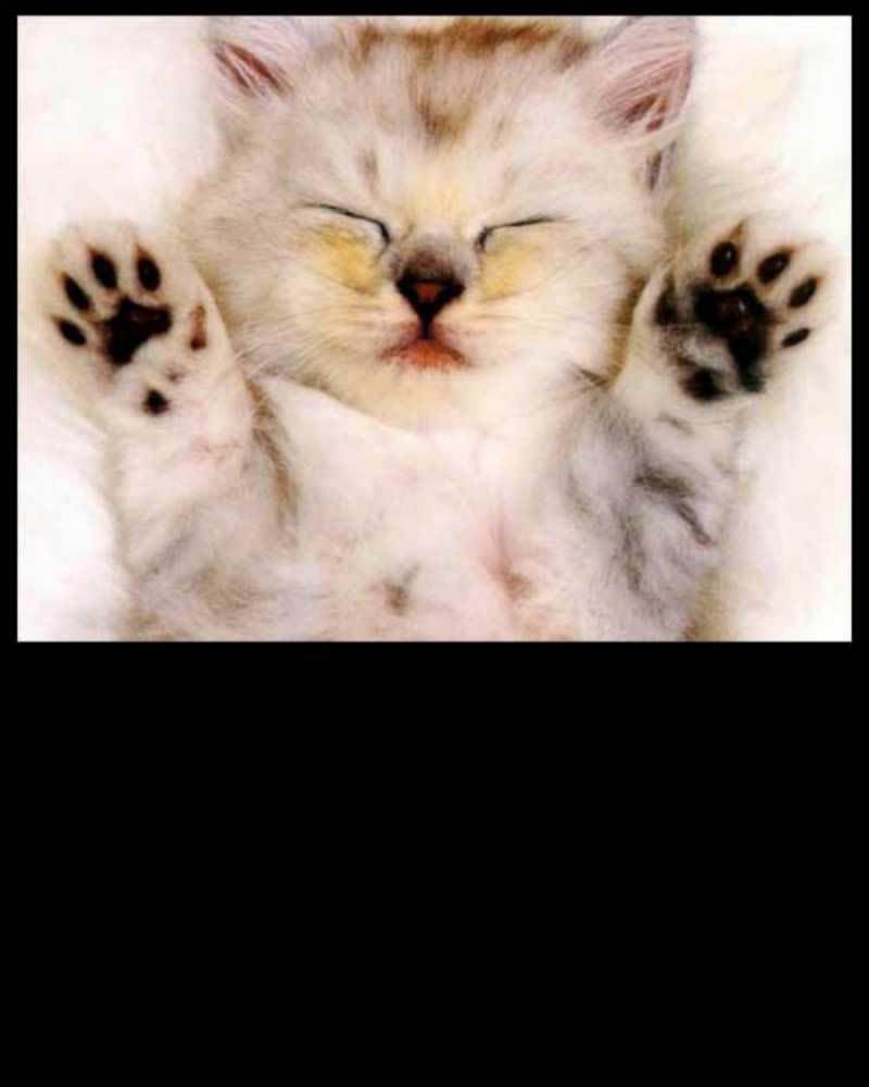 Открытка кот с лапками маленький котенок Дякую 