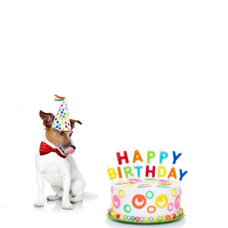 Открытка собака хочет скушать торт  праздник  З Днем народження 