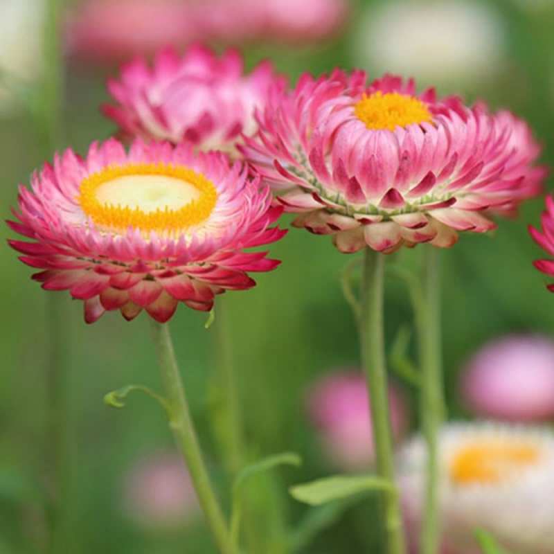 Открытка Цветы подарок на международный женский день  С наурызом 