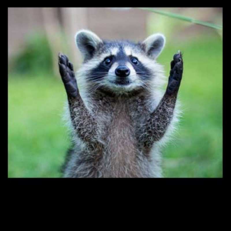 Открытка енот говорит спасибо милые животные Дякую 