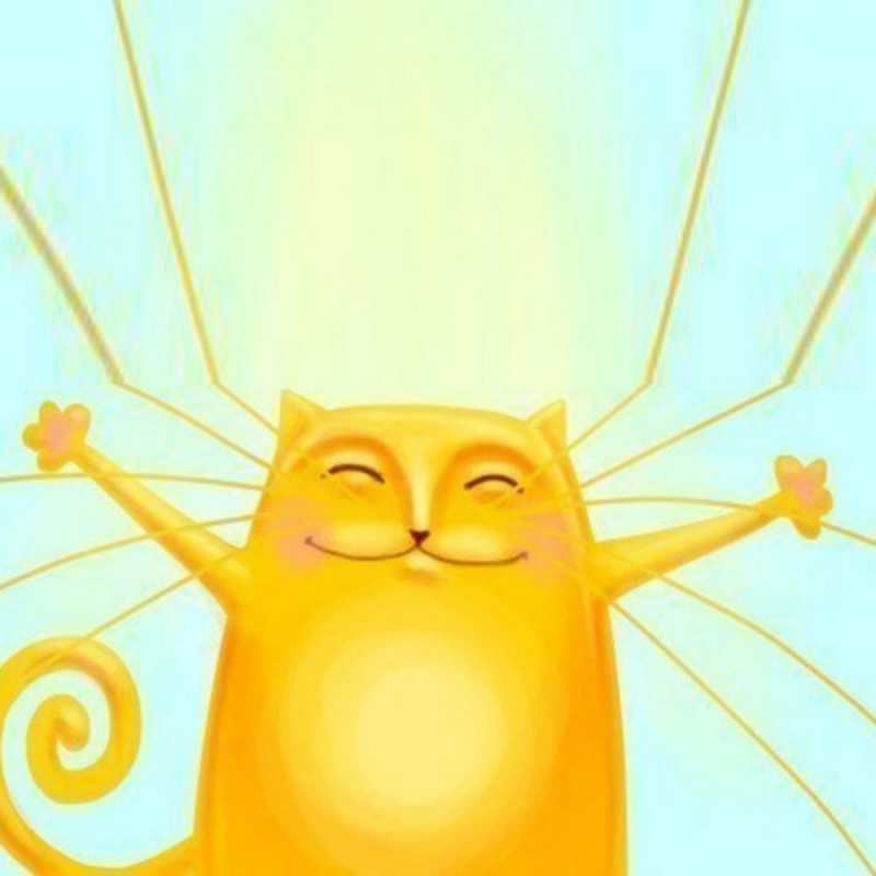 Открытка кот с большими усами  солнечный обнимашечный кот  Хочу обійняти тебе 