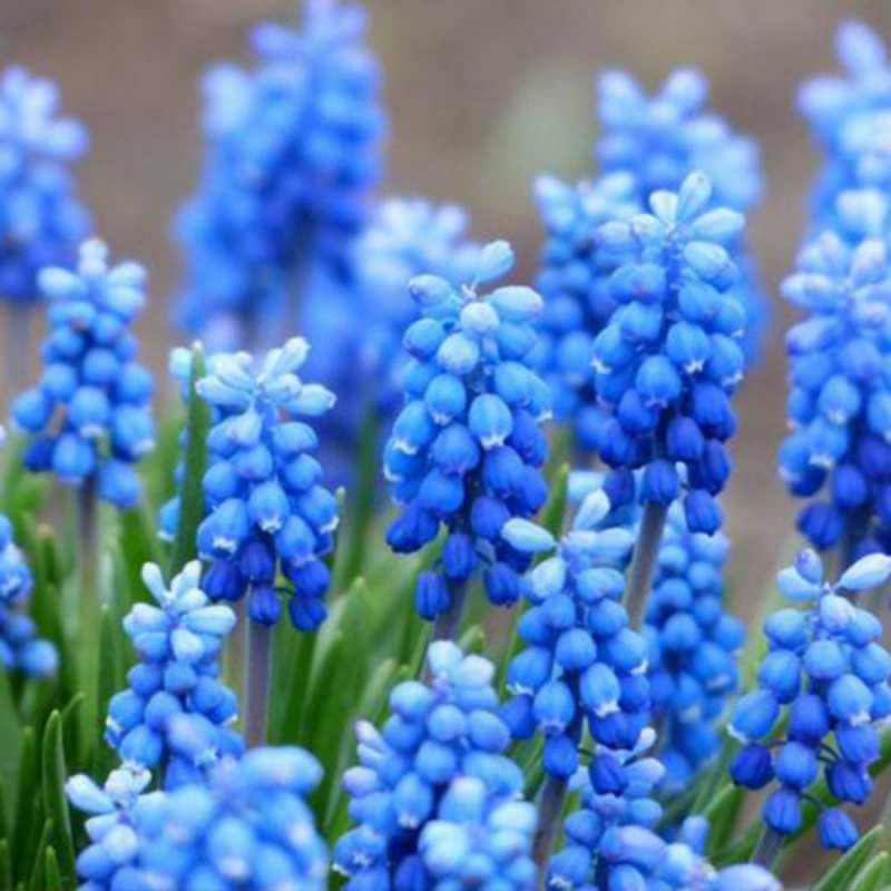 Открытка синие цветы  Поздравительная открытка для женщин с цветами на праздничную дату  С наурызом 