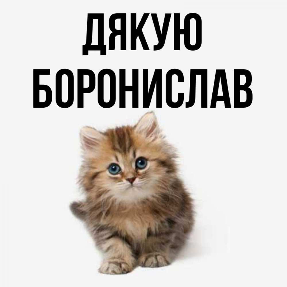 Открытка на каждый день з підписом, Боронислав Дякую пушистый котик Прикольна листівка з побажанням онлайн скачати безкоштовно 