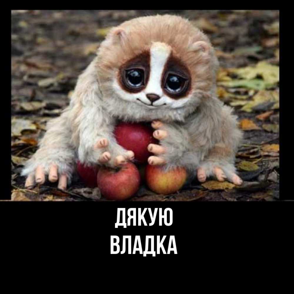Открытка на каждый день з підписом, Владка Дякую прикольное животное Прикольна листівка з побажанням онлайн скачати безкоштовно 