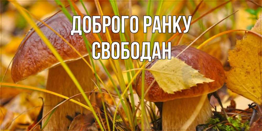 Открытка на каждый день з підписом, Свободан Доброго ранку осенние грибы Прикольна листівка з побажанням онлайн скачати безкоштовно 