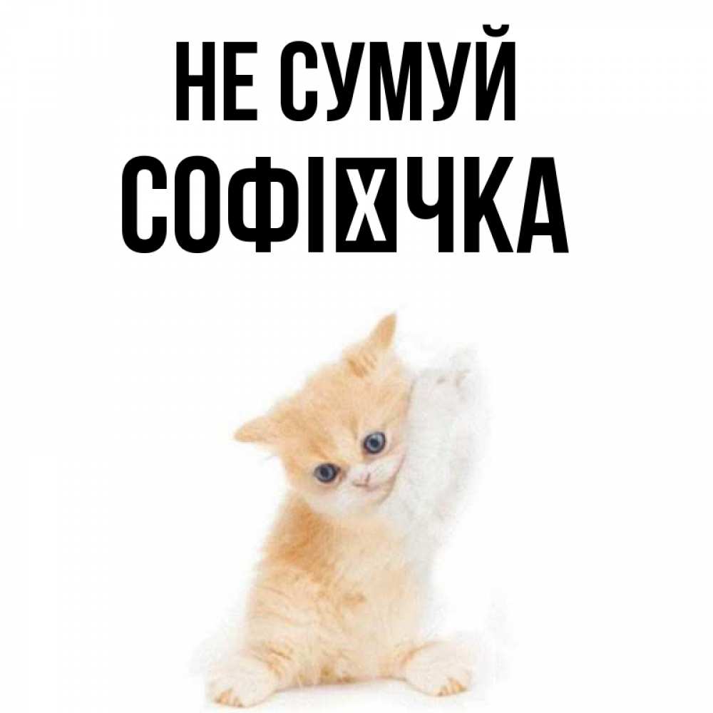 Открытка на каждый день з підписом, Софієчка Не сумуй просящий кот Прикольна листівка з побажанням онлайн скачати безкоштовно 