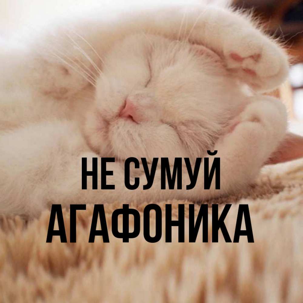 Открытка на каждый день з підписом, Агафоника Не сумуй Котенок спит Прикольна листівка з побажанням онлайн скачати безкоштовно 