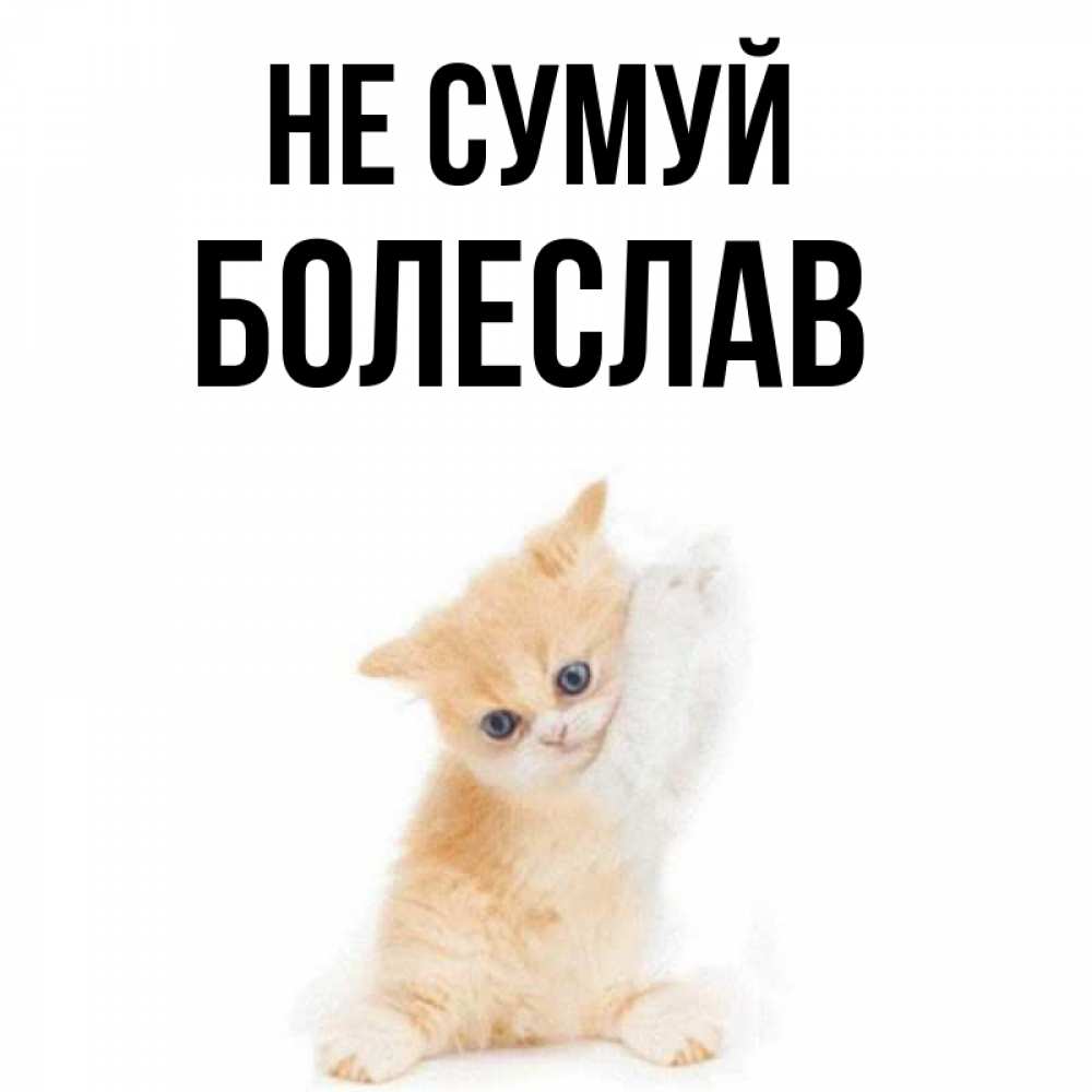 Открытка на каждый день з підписом, Болеслав Не сумуй просящий кот Прикольна листівка з побажанням онлайн скачати безкоштовно 