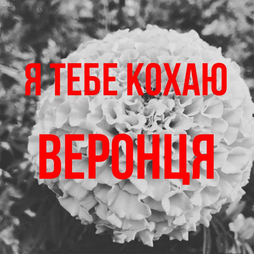 Открытка на каждый день з підписом, Веронця Я тебе кохаю подпись Прикольна листівка з побажанням онлайн скачати безкоштовно 