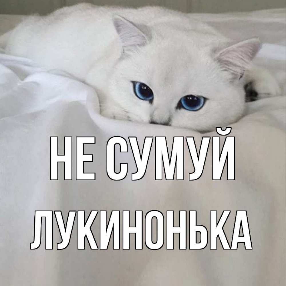 Открытка на каждый день з підписом, Лукинонька Не сумуй белый кот с голубыми глазами на белоснежной кровати Прикольна листівка з побажанням онлайн скачати безкоштовно 