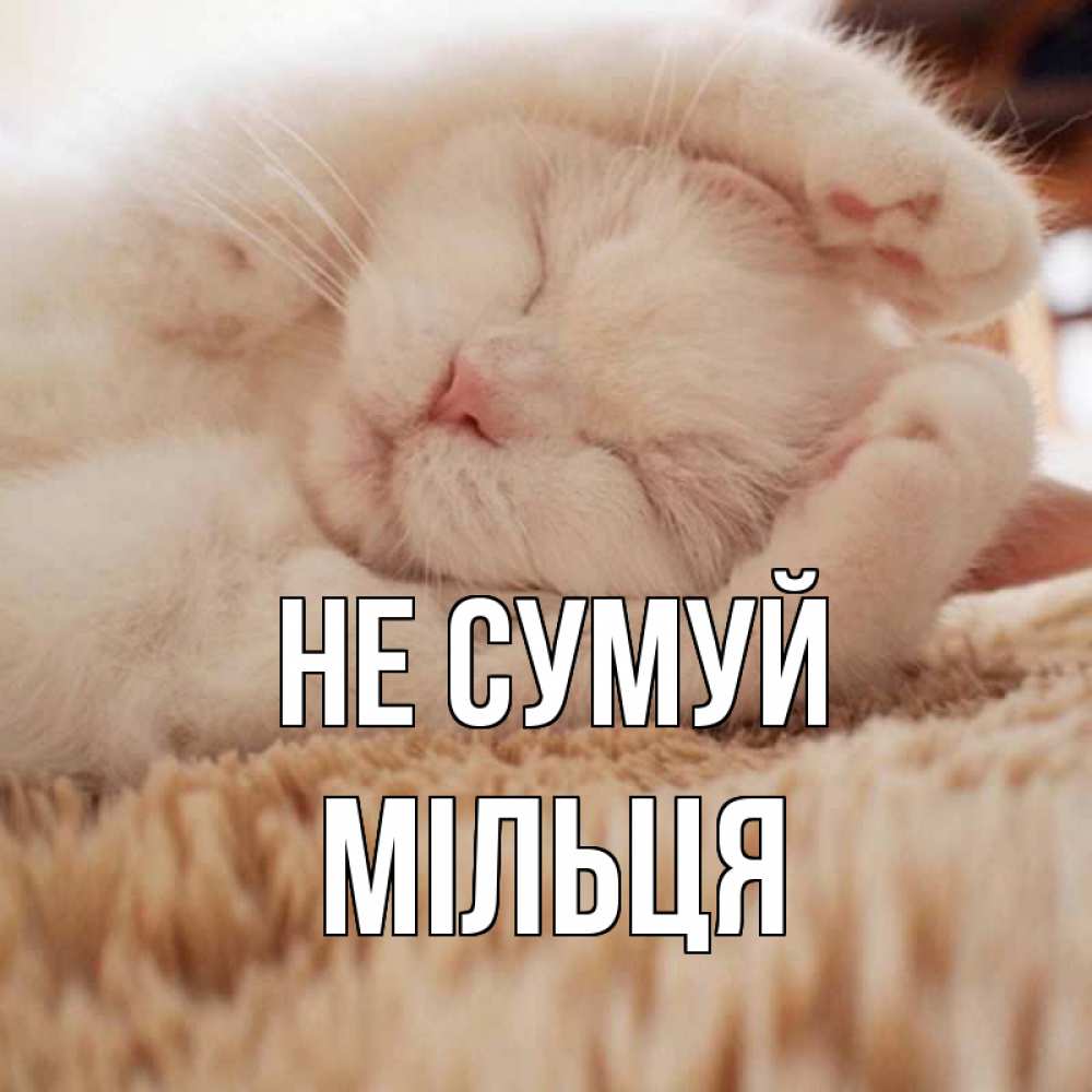 Открытка на каждый день з підписом, Мільця Не сумуй белый кот Прикольна листівка з побажанням онлайн скачати безкоштовно 