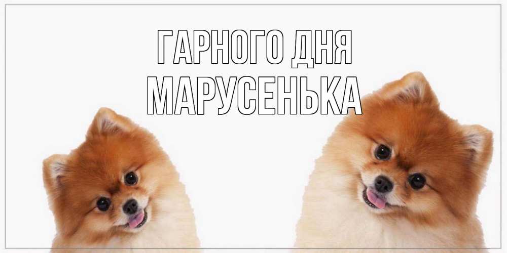 Открытка на каждый день з підписом, Марусенька Гарного дня собачки желают прекрасного дня Прикольна листівка з побажанням онлайн скачати безкоштовно 