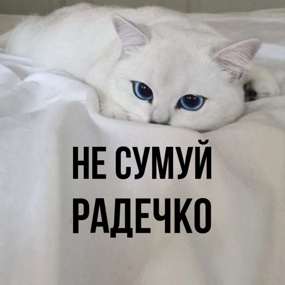Открытка на каждый день з підписом, Радечко Не сумуй Голубоглазая кошка Прикольна листівка з побажанням онлайн скачати безкоштовно 