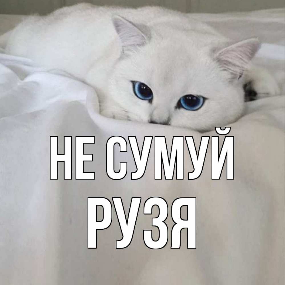 Открытка на каждый день з підписом, Рузя Не сумуй белый кот с голубыми глазами на белоснежной кровати Прикольна листівка з побажанням онлайн скачати безкоштовно 