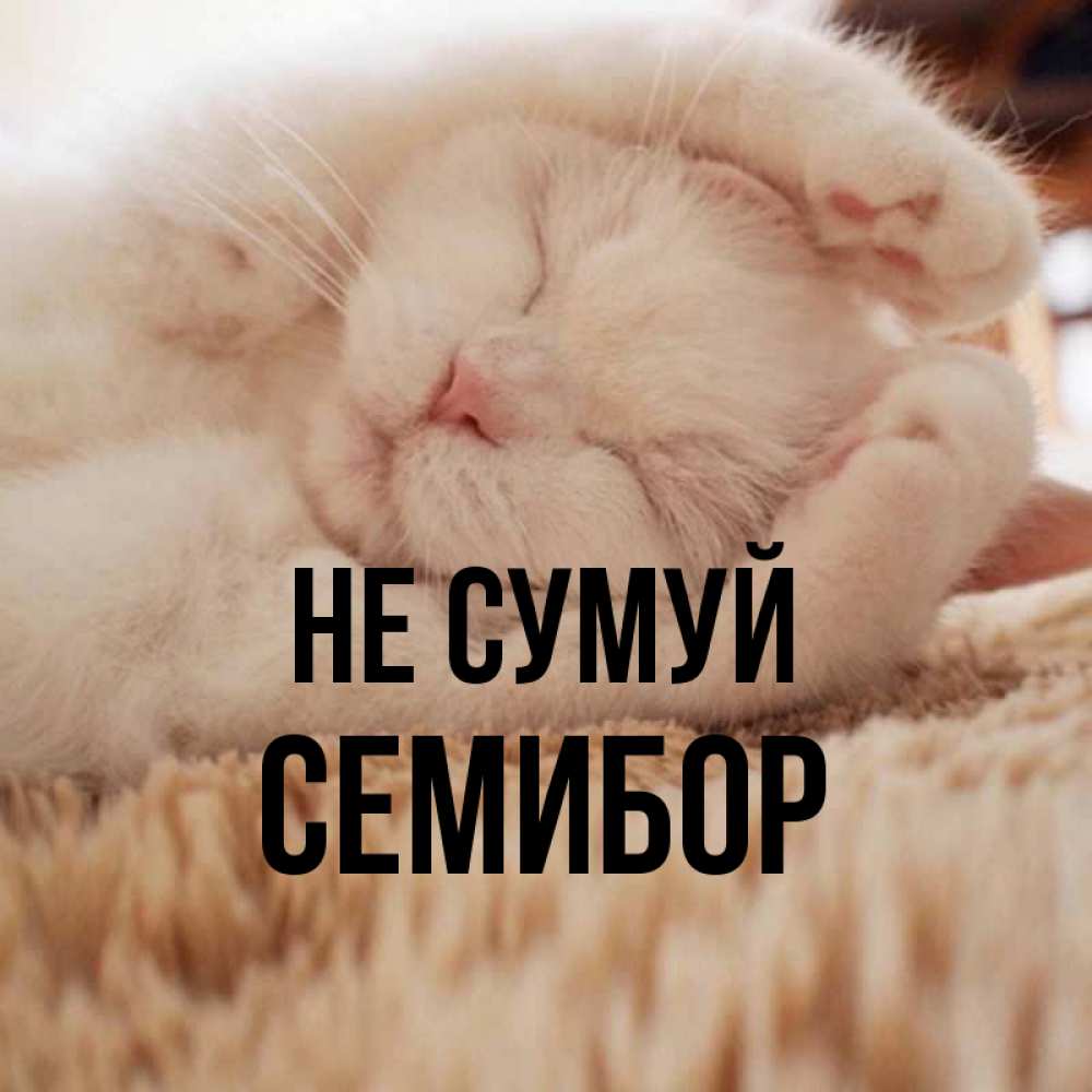 Открытка на каждый день з підписом, Семибор Не сумуй Котенок спит Прикольна листівка з побажанням онлайн скачати безкоштовно 