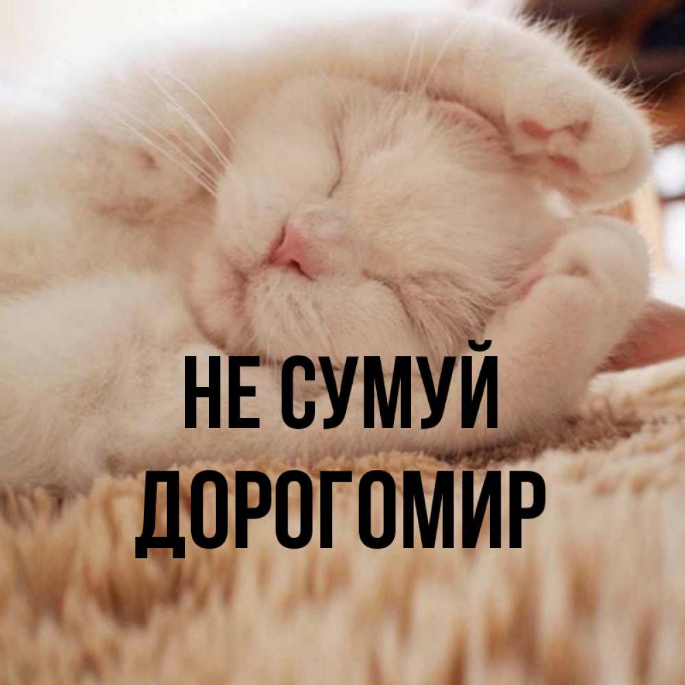 Открытка на каждый день з підписом, Дорогомир Не сумуй Котенок спит Прикольна листівка з побажанням онлайн скачати безкоштовно 