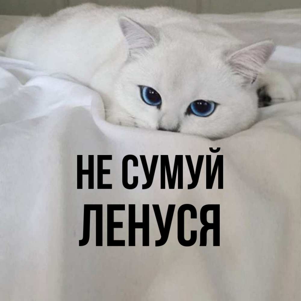 Открытка на каждый день з підписом, Ленуся Не сумуй Голубоглазая кошка Прикольна листівка з побажанням онлайн скачати безкоштовно 