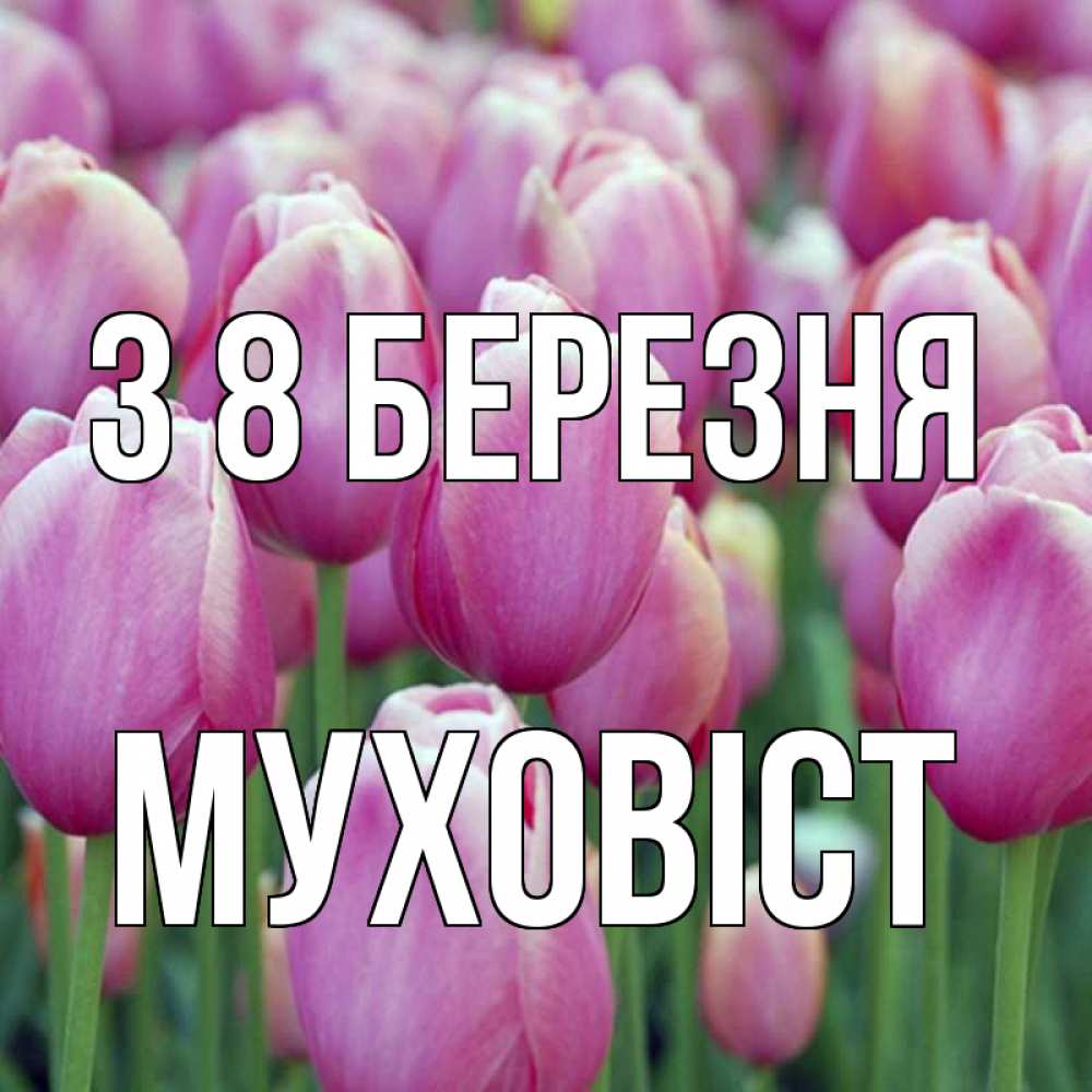 Открытка на каждый день з підписом, Муховіст З 8 БЕРЕЗНЯ на международный женский день 3 Прикольна листівка з побажанням онлайн скачати безкоштовно 