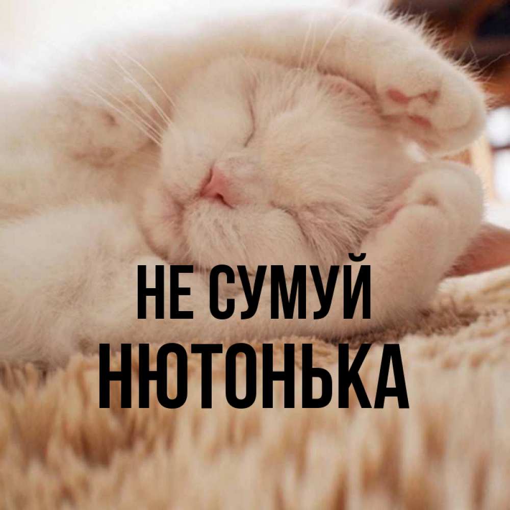 Открытка на каждый день з підписом, Нютонька Не сумуй Котенок спит Прикольна листівка з побажанням онлайн скачати безкоштовно 