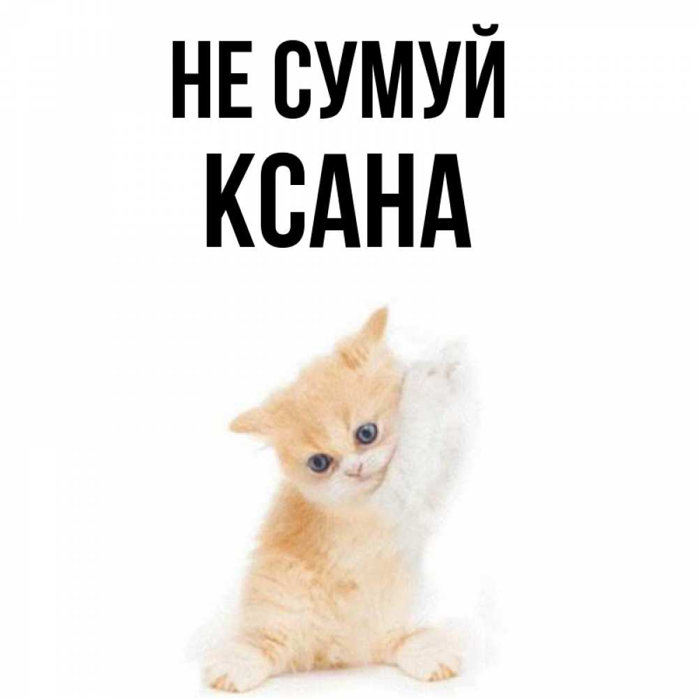 Открытка на каждый день з підписом, Ксана Не сумуй просящий кот Прикольна листівка з побажанням онлайн скачати безкоштовно 