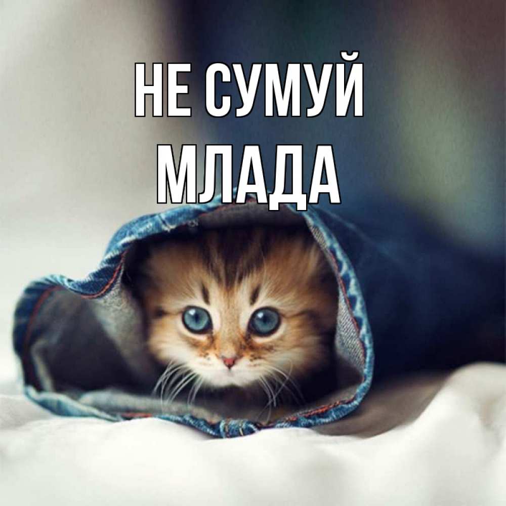 Открытка на каждый день з підписом, Млада Не сумуй кот в одежде Прикольна листівка з побажанням онлайн скачати безкоштовно 