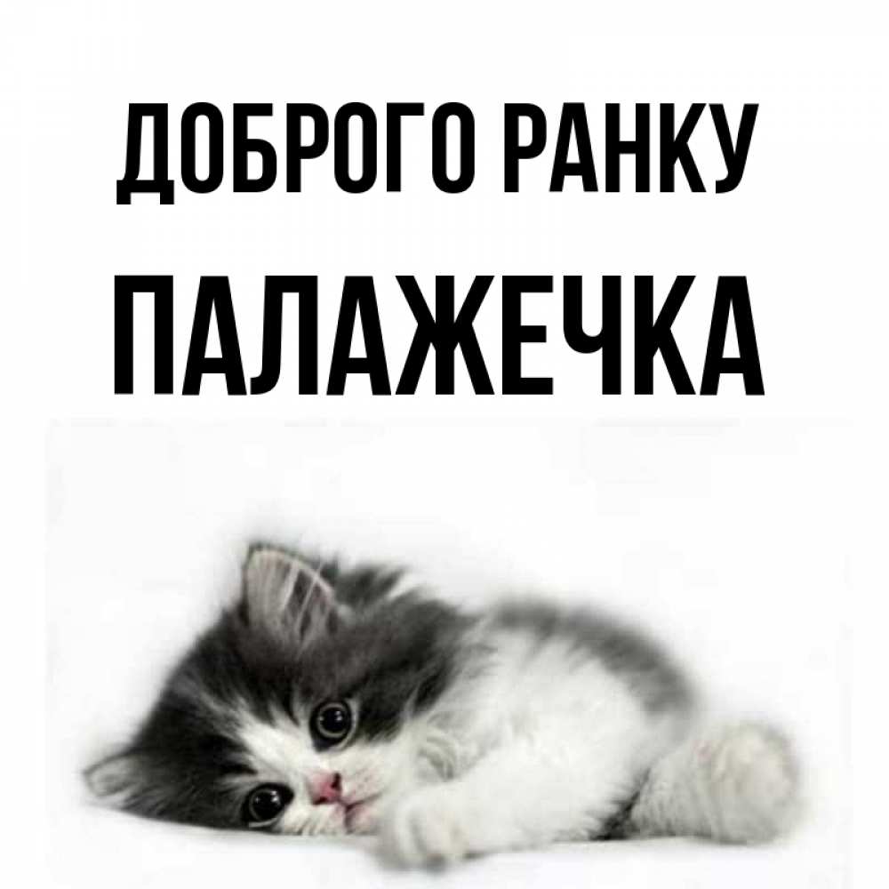 Открытка на каждый день з підписом, Палажечка Доброго ранку кот лапки Прикольна листівка з побажанням онлайн скачати безкоштовно 