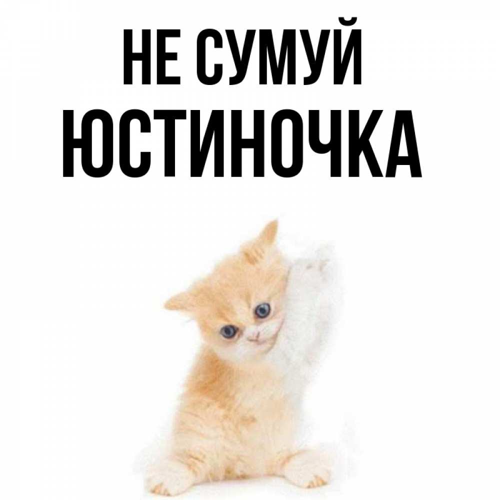 Открытка на каждый день з підписом, Юстиночка Не сумуй просящий кот Прикольна листівка з побажанням онлайн скачати безкоштовно 