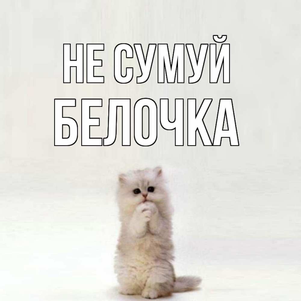 Открытка на каждый день з підписом, Белочка Не сумуй грустный кот Прикольна листівка з побажанням онлайн скачати безкоштовно 