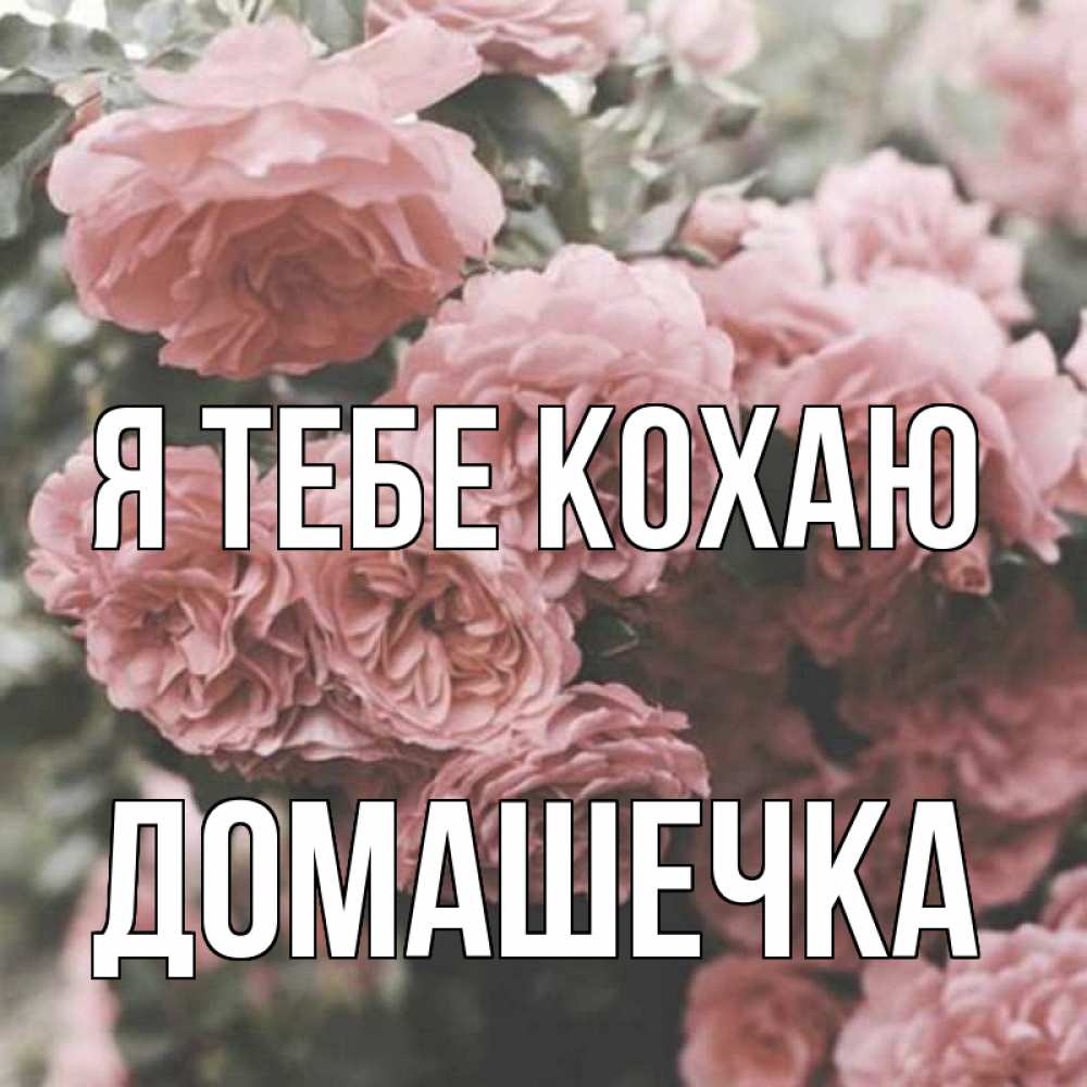 Открытка на каждый день з підписом, Домашечка Я тебе кохаю розы 3 Прикольна листівка з побажанням онлайн скачати безкоштовно 