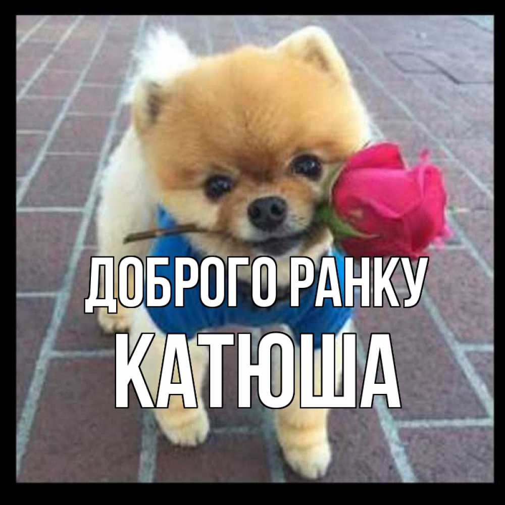 Открытка на каждый день з підписом, Катюша Доброго ранку роза в зубах Прикольна листівка з побажанням онлайн скачати безкоштовно 
