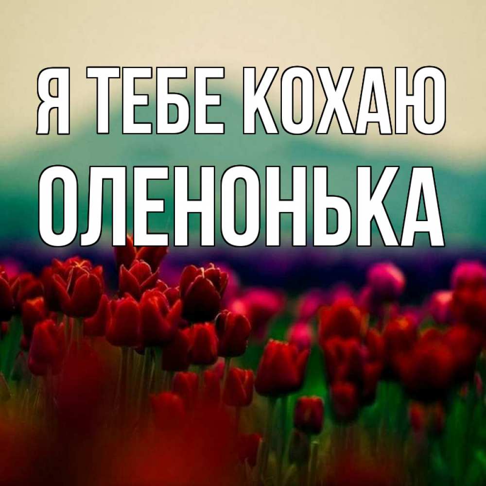 Открытка на каждый день з підписом, Оленонька Я тебе кохаю тюльпаны 4 Прикольна листівка з побажанням онлайн скачати безкоштовно 