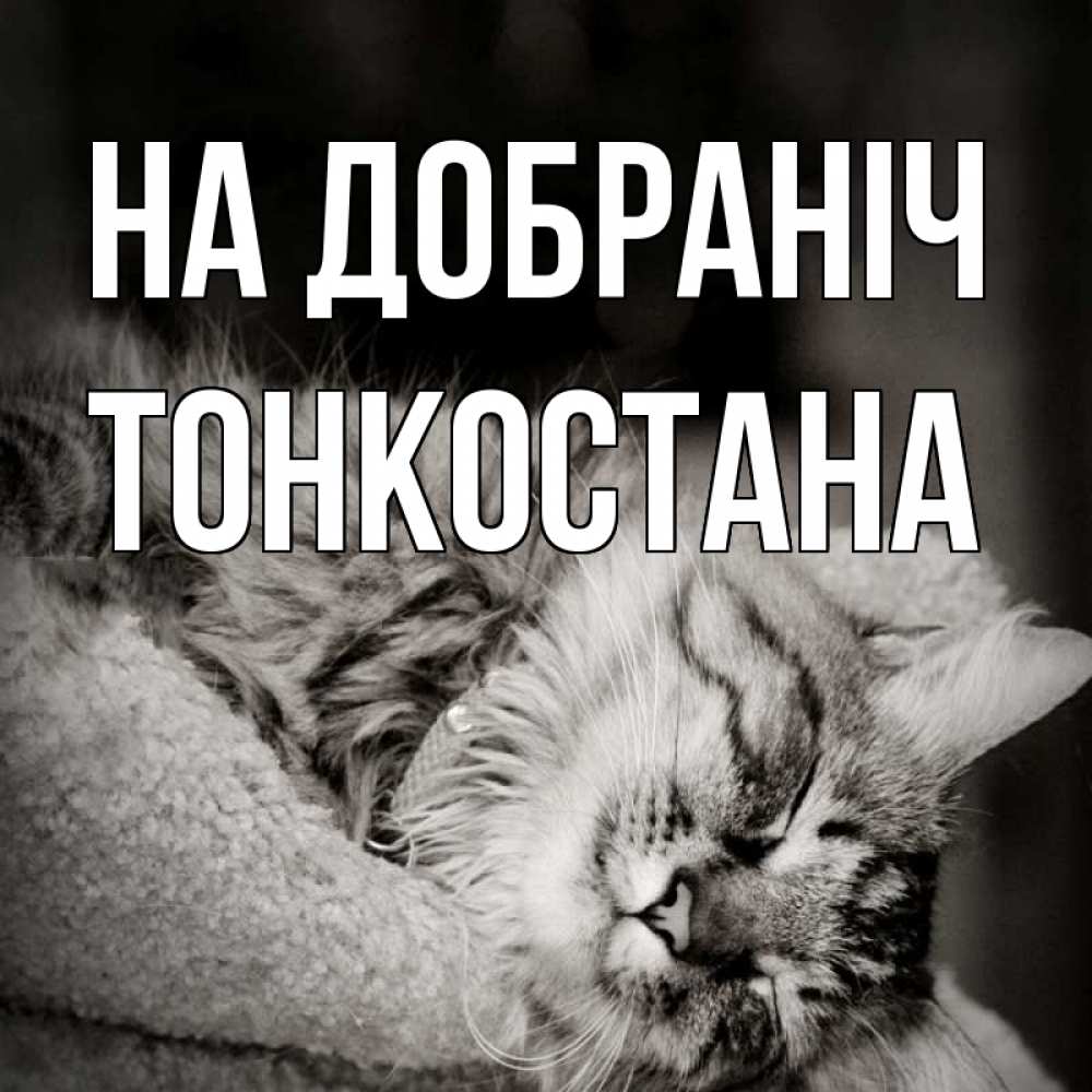 Открытка на каждый день з підписом, Тонкостана На добраніч котярик пушистый Прикольна листівка з побажанням онлайн скачати безкоштовно 