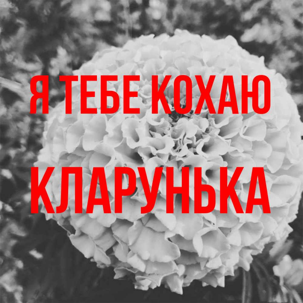 Открытка на каждый день з підписом, Кларунька Я тебе кохаю подпись Прикольна листівка з побажанням онлайн скачати безкоштовно 