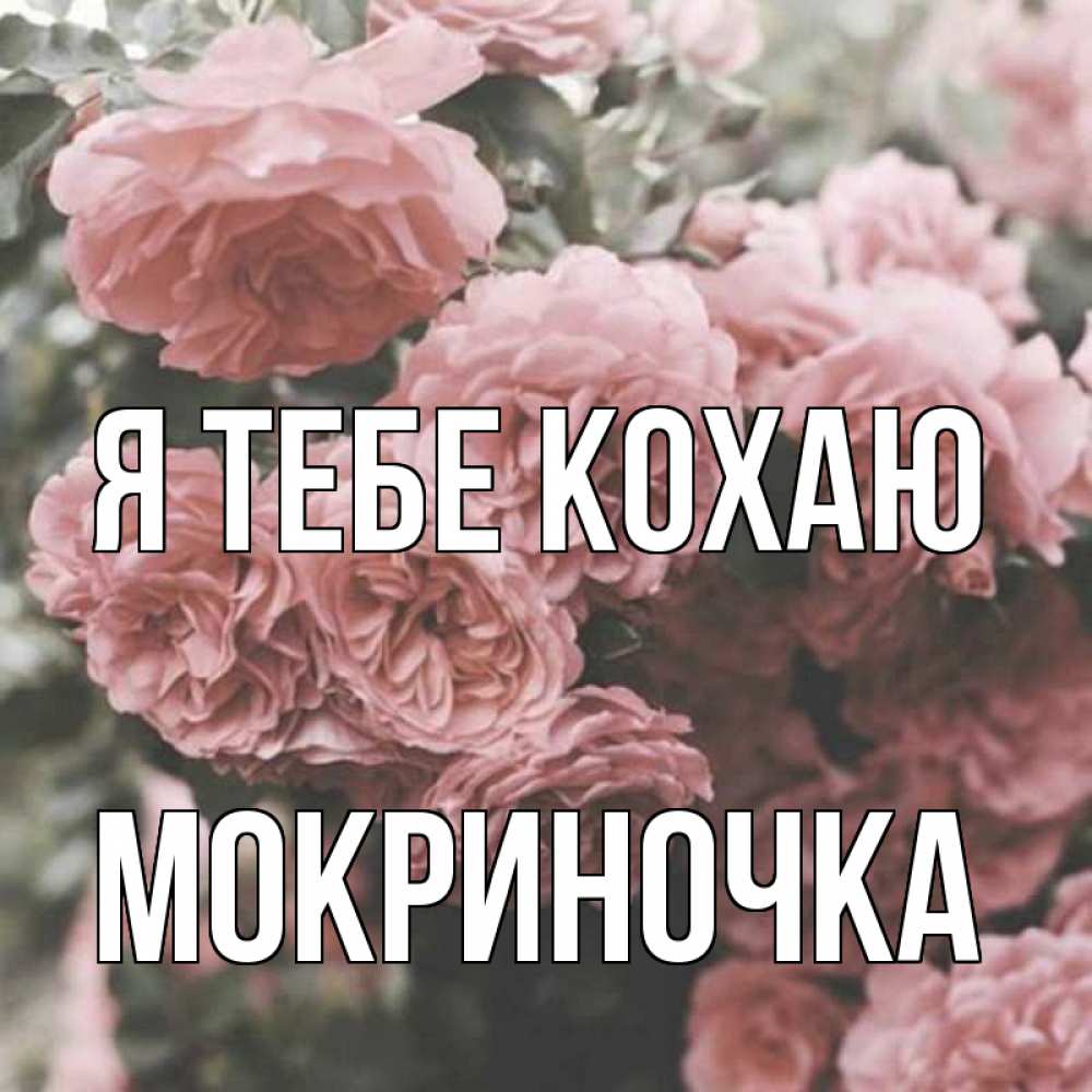Открытка на каждый день з підписом, Мокриночка Я тебе кохаю розы 3 Прикольна листівка з побажанням онлайн скачати безкоштовно 