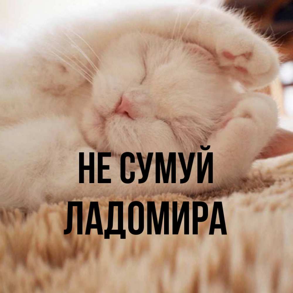 Открытка на каждый день з підписом, Ладомира Не сумуй Котенок спит Прикольна листівка з побажанням онлайн скачати безкоштовно 