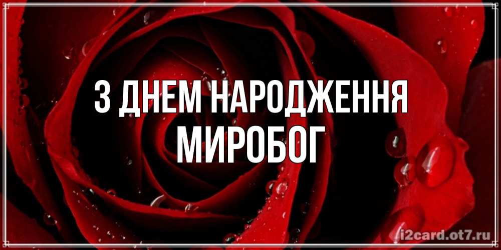 Открытка на каждый день з підписом, Миробог З Днем народження крупная бордовая роза Прикольна листівка з побажанням онлайн скачати безкоштовно 
