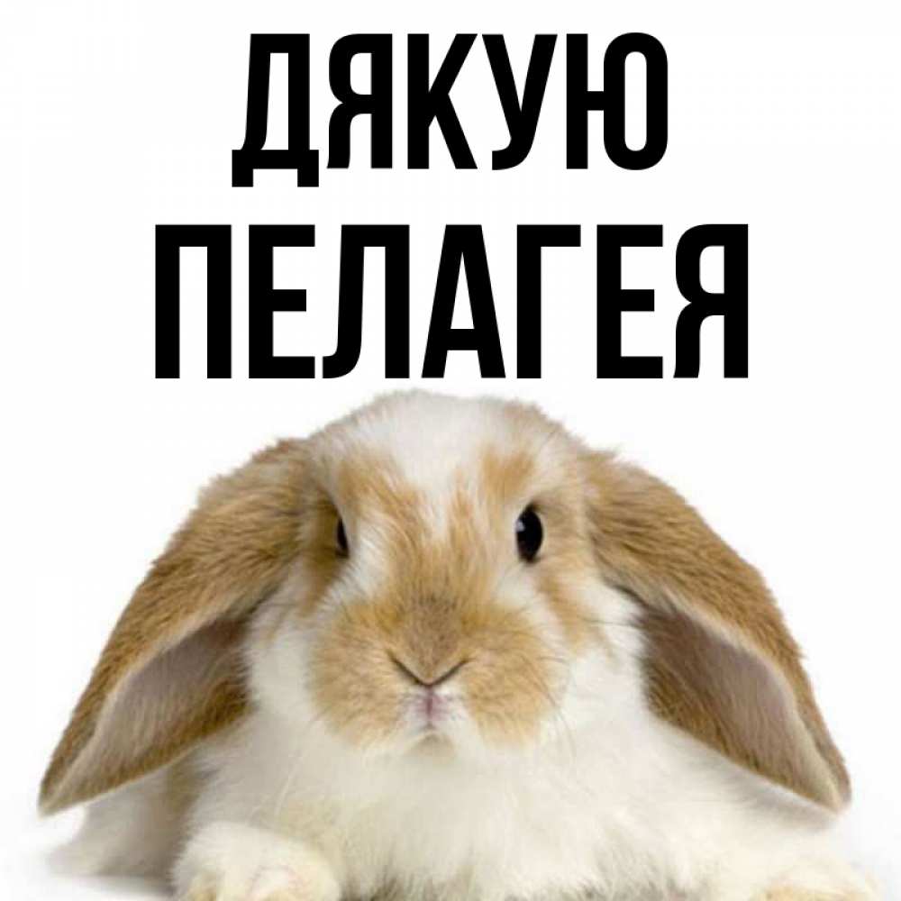 Открытка на каждый день з підписом, Пелагея Дякую коричнево белый заяц Прикольна листівка з побажанням онлайн скачати безкоштовно 