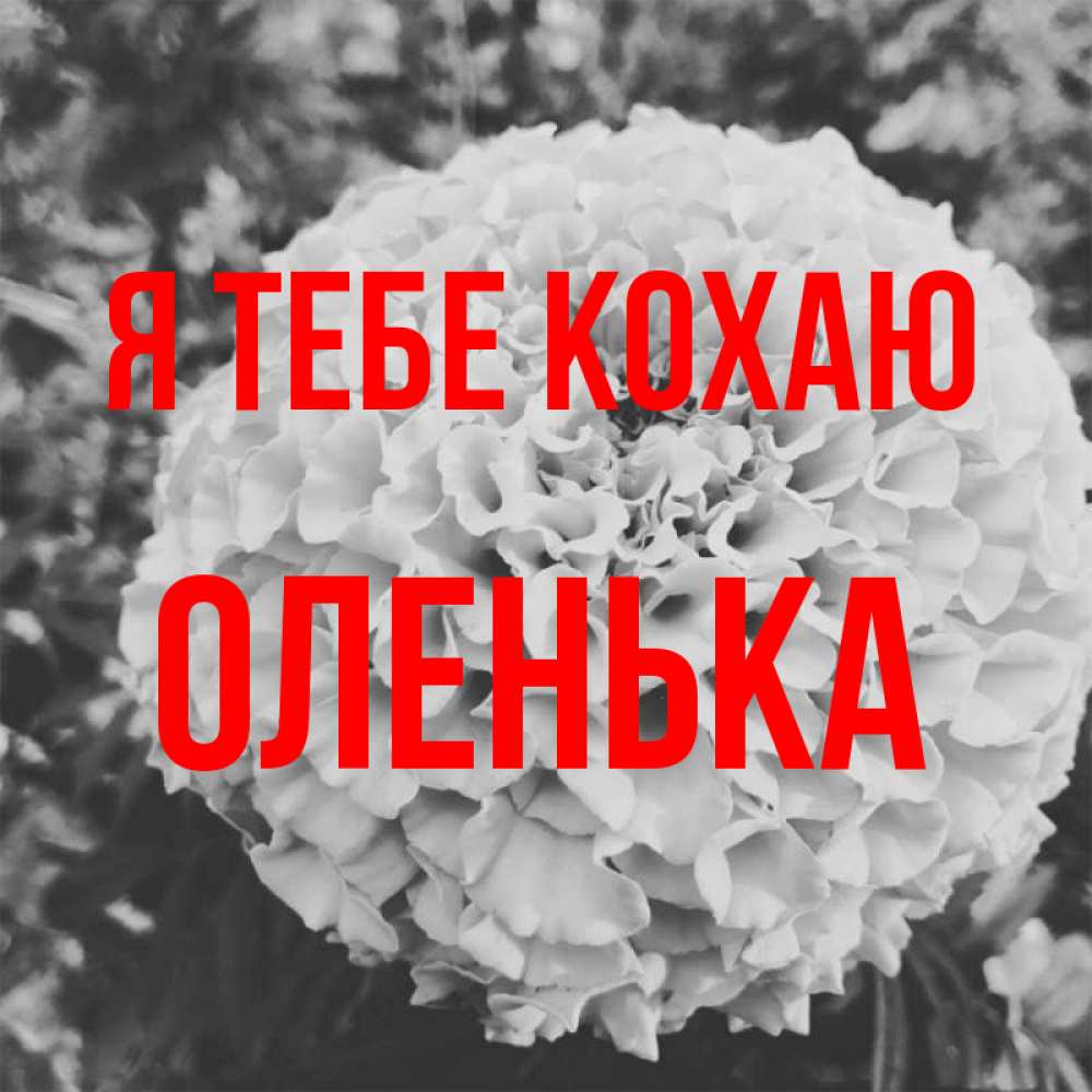 Открытка на каждый день з підписом, Оленька Я тебе кохаю подпись Прикольна листівка з побажанням онлайн скачати безкоштовно 