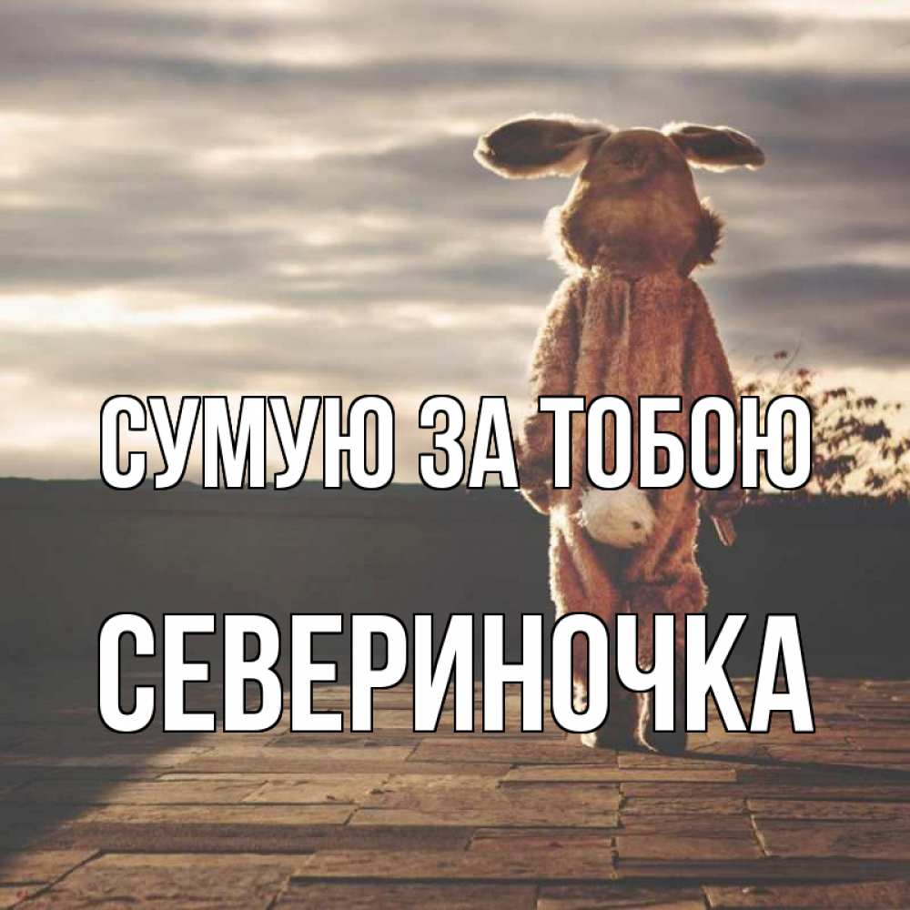 Открытка на каждый день з підписом, Севериночка Сумую за тобою даже в костюме зайца Прикольна листівка з побажанням онлайн скачати безкоштовно 