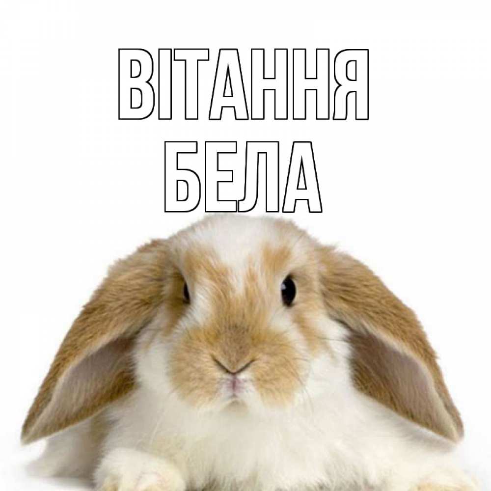 Открытка на каждый день з підписом, Бела Вітання с животными Прикольна листівка з побажанням онлайн скачати безкоштовно 