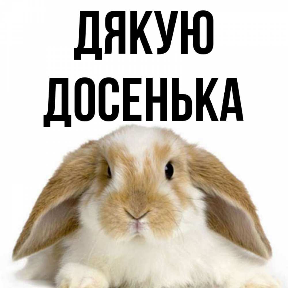 Открытка на каждый день з підписом, Досенька Дякую коричнево белый заяц Прикольна листівка з побажанням онлайн скачати безкоштовно 