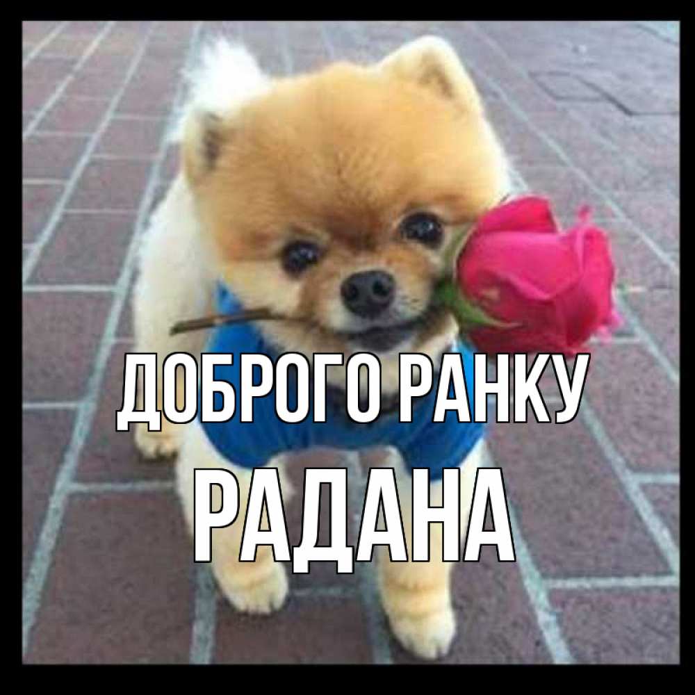 Открытка на каждый день з підписом, Радана Доброго ранку роза в зубах Прикольна листівка з побажанням онлайн скачати безкоштовно 
